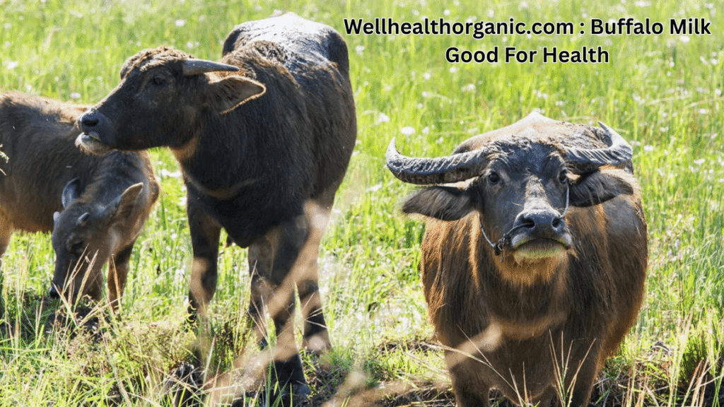 Wellhealthorganic.com _ Buffalo Milk Good For Health