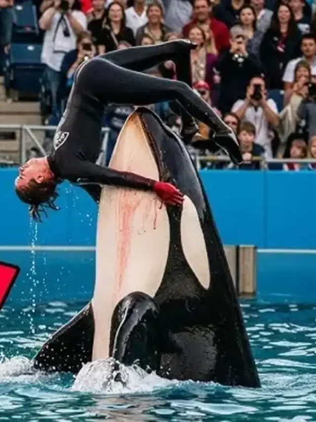 jessica radcliffe viral orca attack news