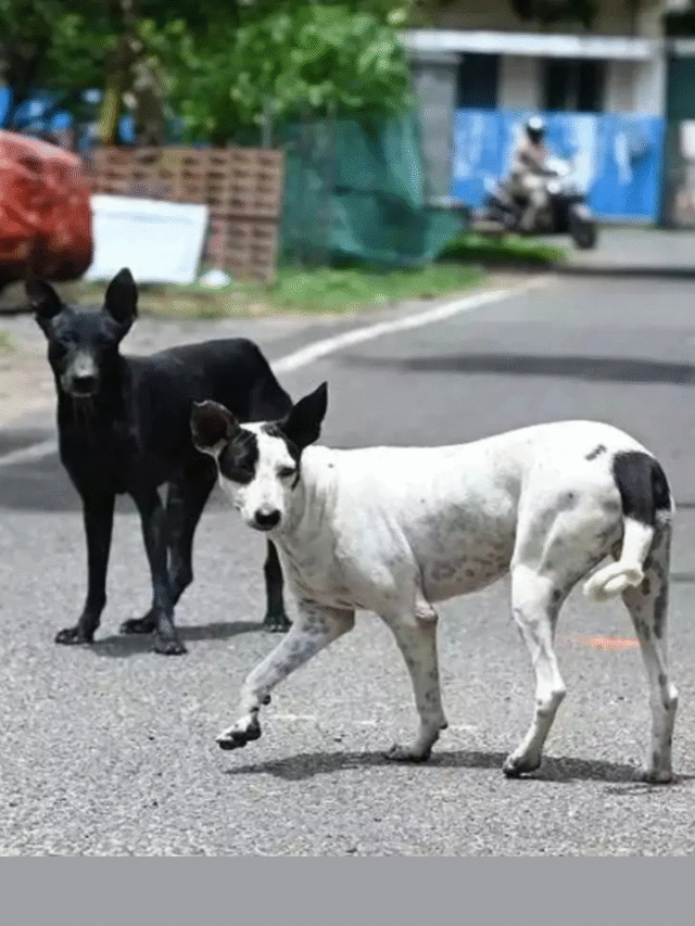 stray dogs